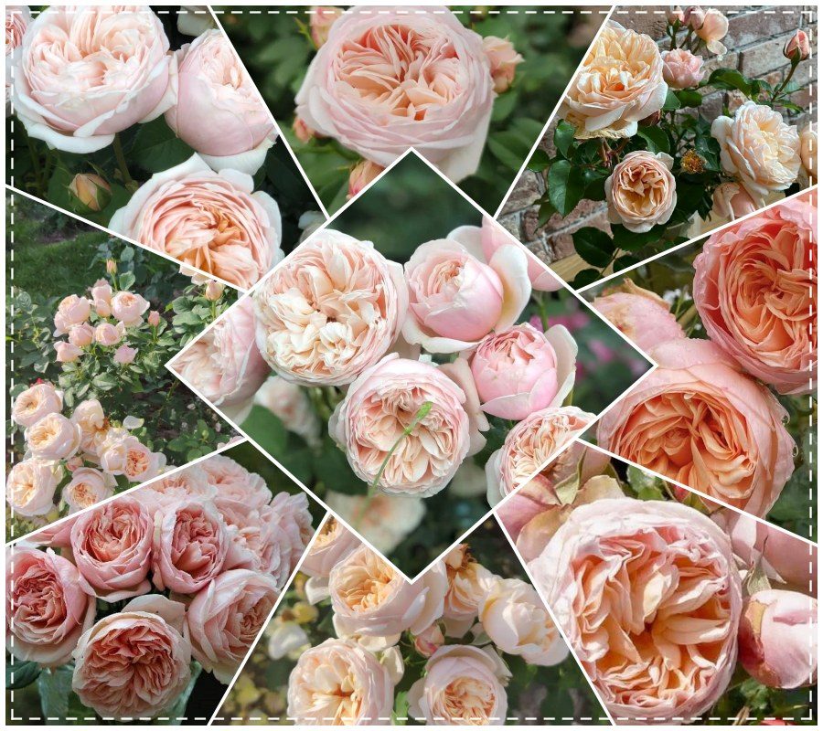 Alexandrine róża wielkokwiatowa